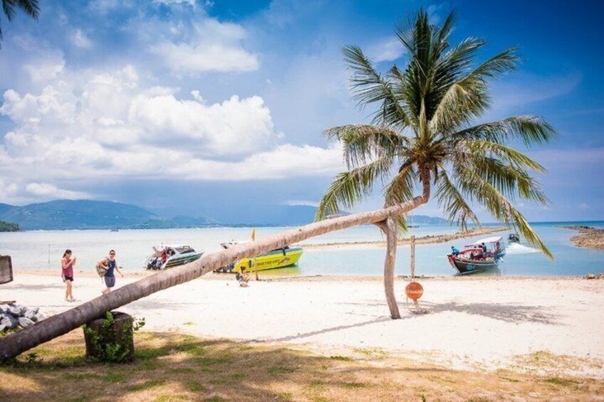 A beach with a leaning palm tree, boats, and people. 5
