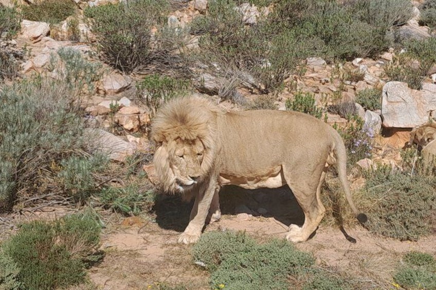 A lion walking on a rocky terrain with sparse vegetation. 2