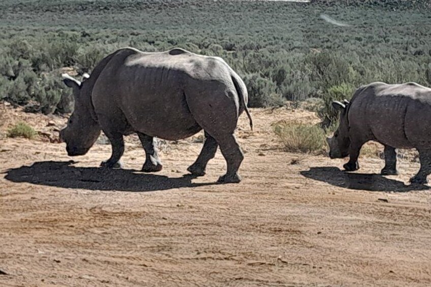 Two rhinos walking on a dirt path in a dry, open landscape with sparse vegetation. 5