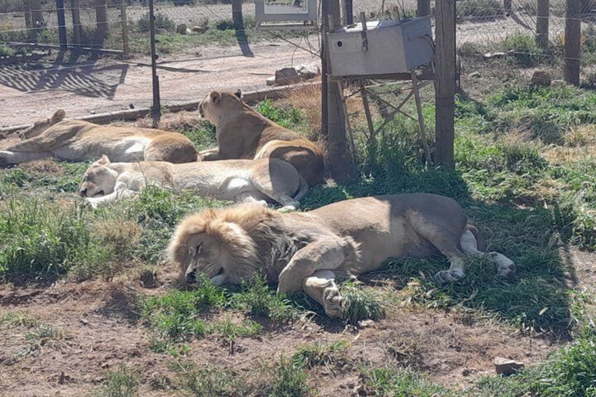 Lions resting on the ground in a zoo enclosure. 4