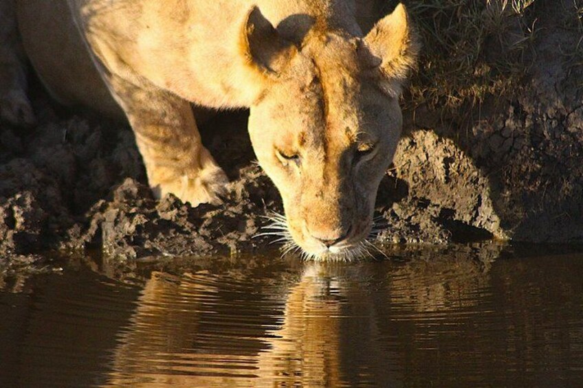 A lion drinking water from a pond. 1
