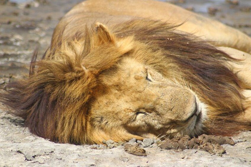 A lion lying on the ground. 2