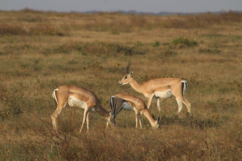Three antelopes grazing in a grassy field. 3