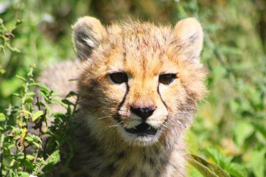 A cheetah cub in a natural setting with greenery. 5