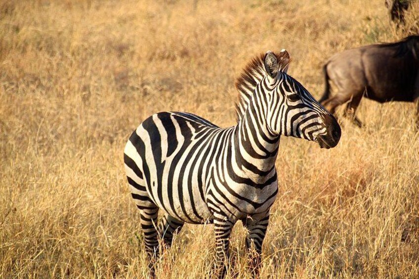 A zebra standing in a grassy field with dry, yellowish grass. 4