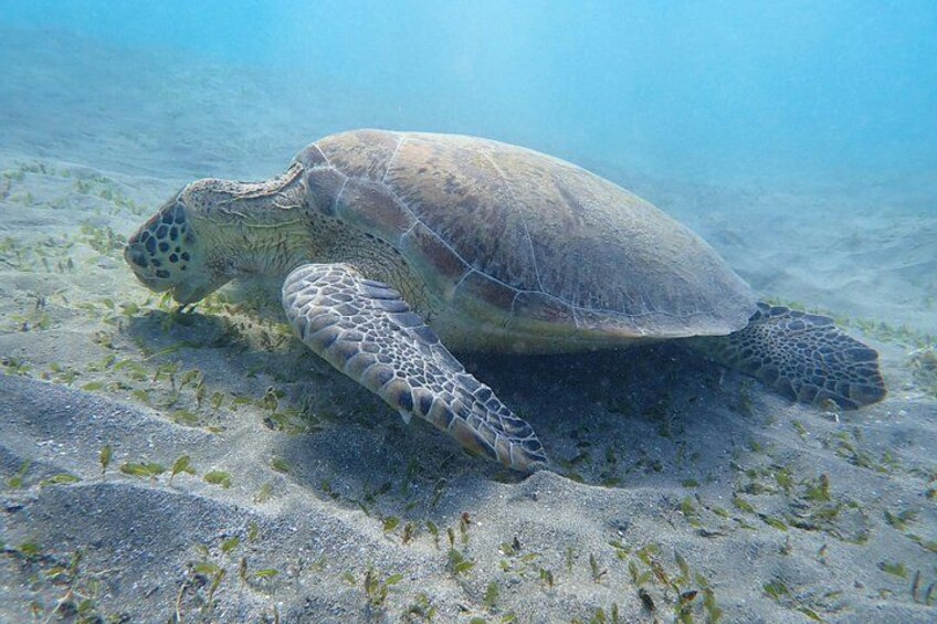 Hurghada: VIP Seafood Yacht to 3 Islands, Dolphins & Snorkeling 2