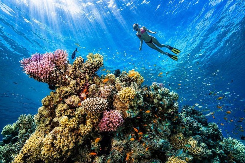 Hurghada: VIP Seafood Yacht to 3 Islands, Dolphins & Snorkeling 3