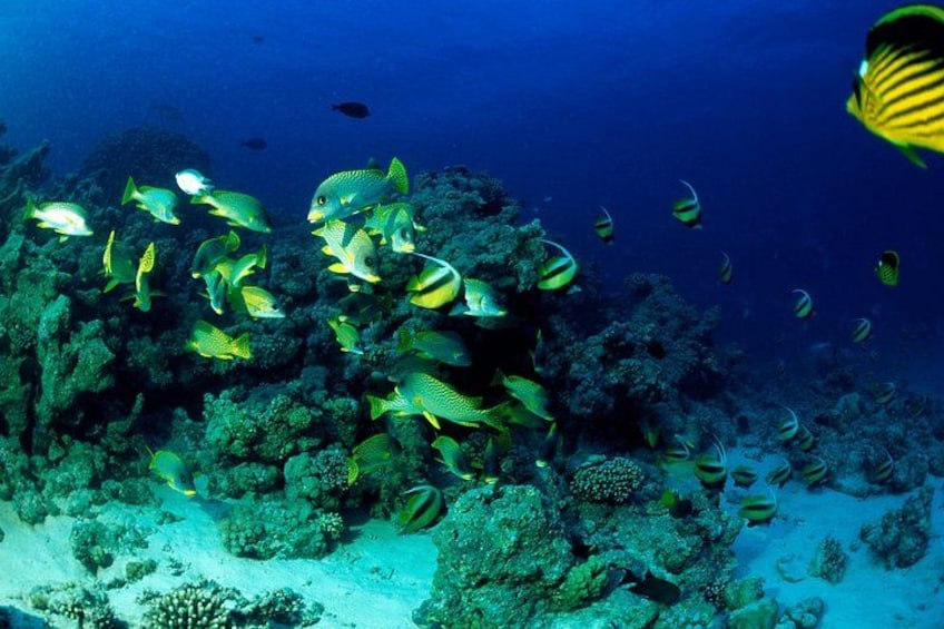 Hurghada: VIP Seafood Yacht to 3 Islands, Dolphins & Snorkeling 3