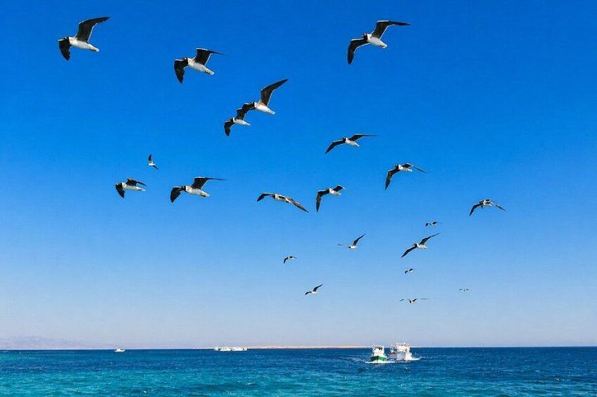 Hurghada: VIP Seafood Yacht to 3 Islands, Dolphins & Snorkeling 3