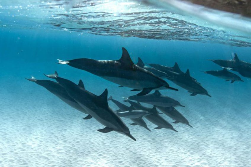 Hurghada: VIP Seafood Yacht to 3 Islands, Dolphins & Snorkeling 3