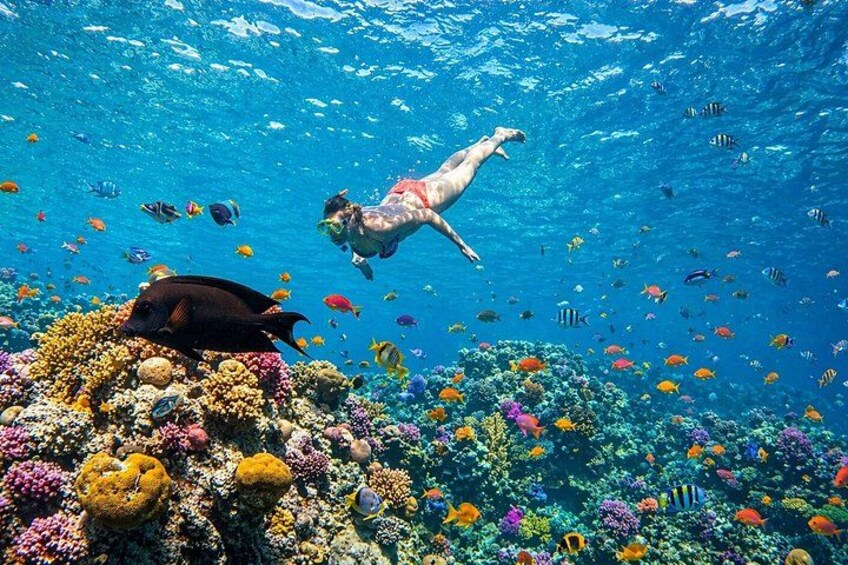 Hurghada: VIP Seafood Yacht to 3 Islands, Dolphins & Snorkeling 4