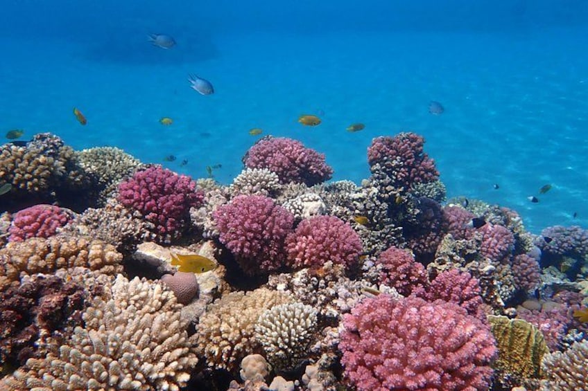 Hurghada: VIP Seafood Yacht to 3 Islands, Dolphins & Snorkeling 4