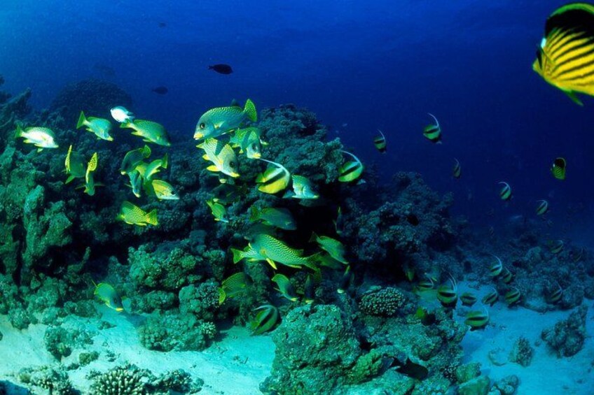Hurghada: VIP Seafood Yacht to 3 Islands, Dolphins & Snorkeling 3