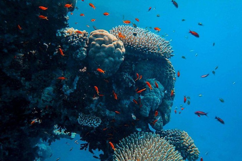 Hurghada: VIP Seafood Yacht to 3 Islands, Dolphins & Snorkeling 3