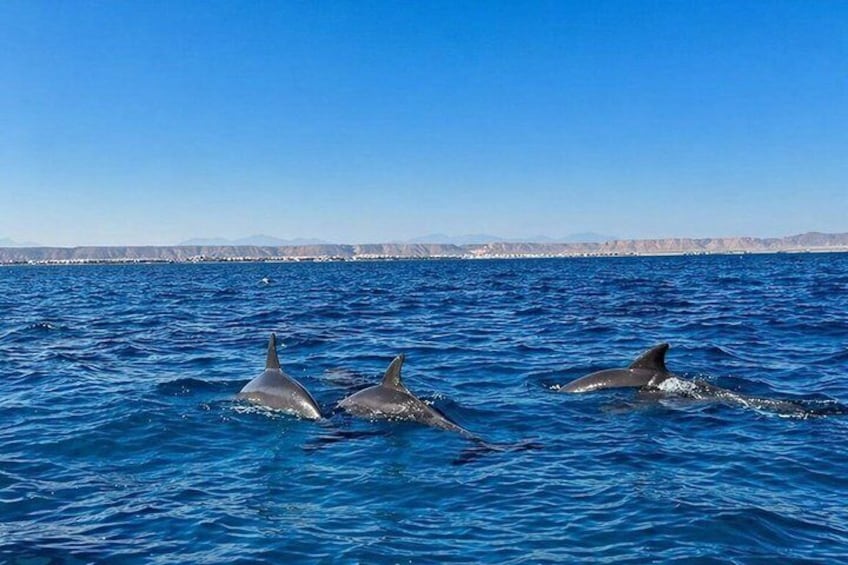 Hurghada: VIP Seafood Yacht to 3 Islands, Dolphins & Snorkeling 3