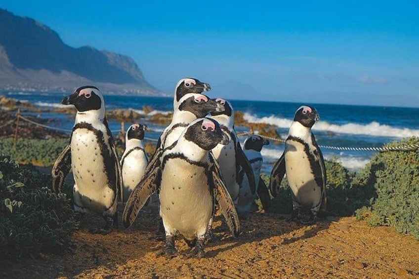 A group of penguins on a rocky shore with the ocean and a mountain in the background. 5