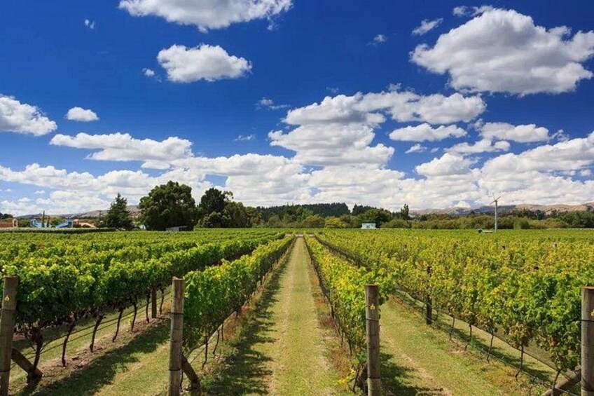 A vineyard with rows of grapevines under a clear sky. 2