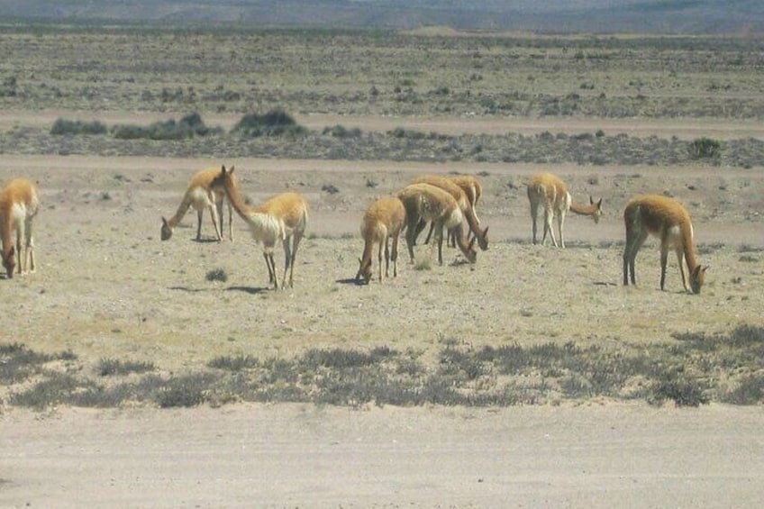 A group of deer grazing in a desert landscape. 2