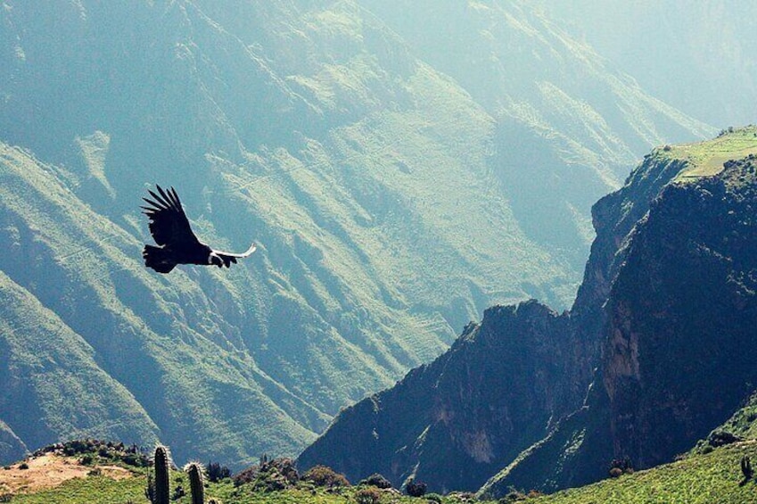 A bird flying over a mountainous landscape. 1