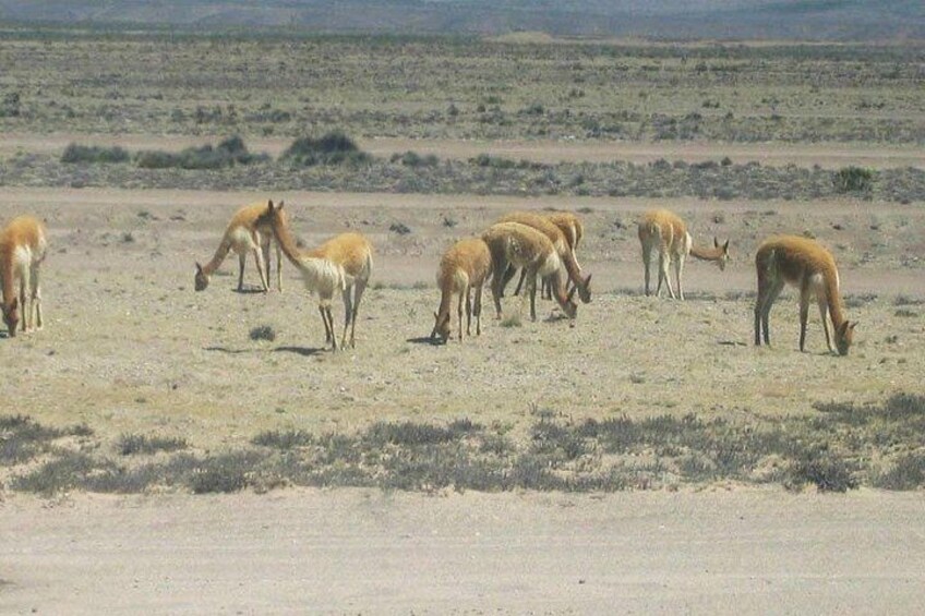 A group of deer grazing in a desert landscape. 2