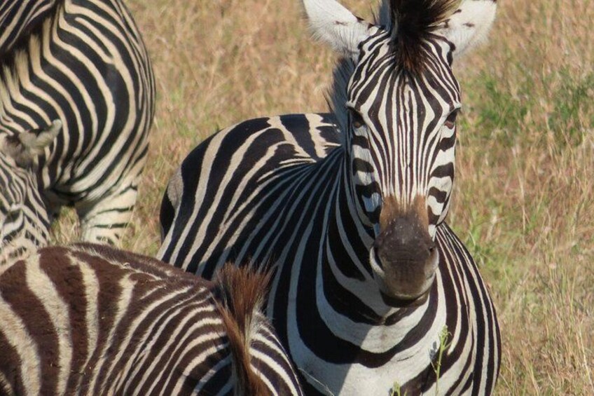 A zebra with distinctive black and white stripes, standing in a grassy field. 3
