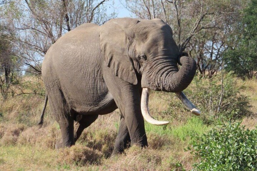 10 Day Kruger Park Safari And Community Service 5