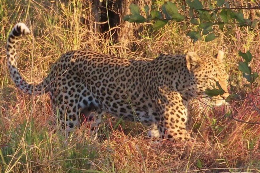 10 Day Kruger Park Safari And Community Service 3