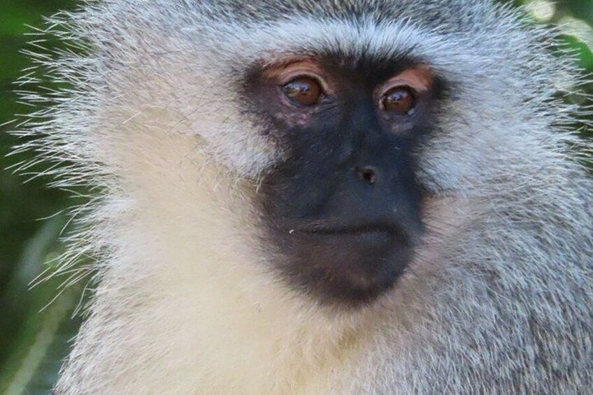 A monkey with white and grey fur, a dark face, and brown eyes. 4