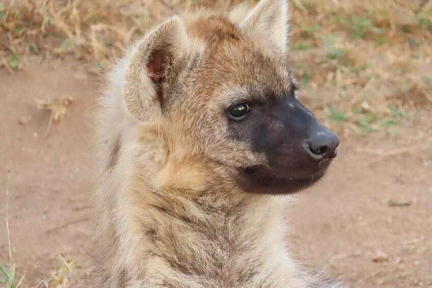 A hyena with a brown and black coat, standing on a dirt ground with sparse grass. 4