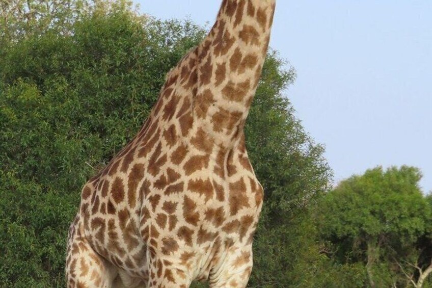 10 Day Kruger Park Safari And Community Service 2