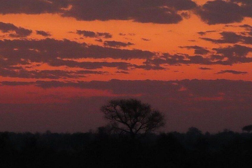 A tree silhouetted against a sunset sky. 5