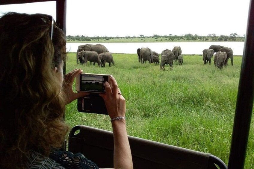 A person taking a photo of elephants in a grassy field. 1