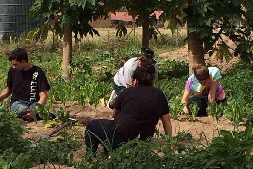 People working in a garden with plants and trees. 5