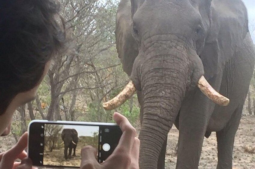 A person taking a photo of an elephant with tusks. 3