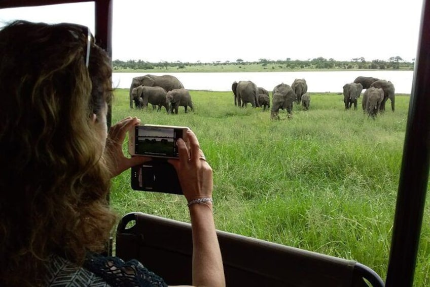 A person taking a photo of elephants in a grassy field. 1