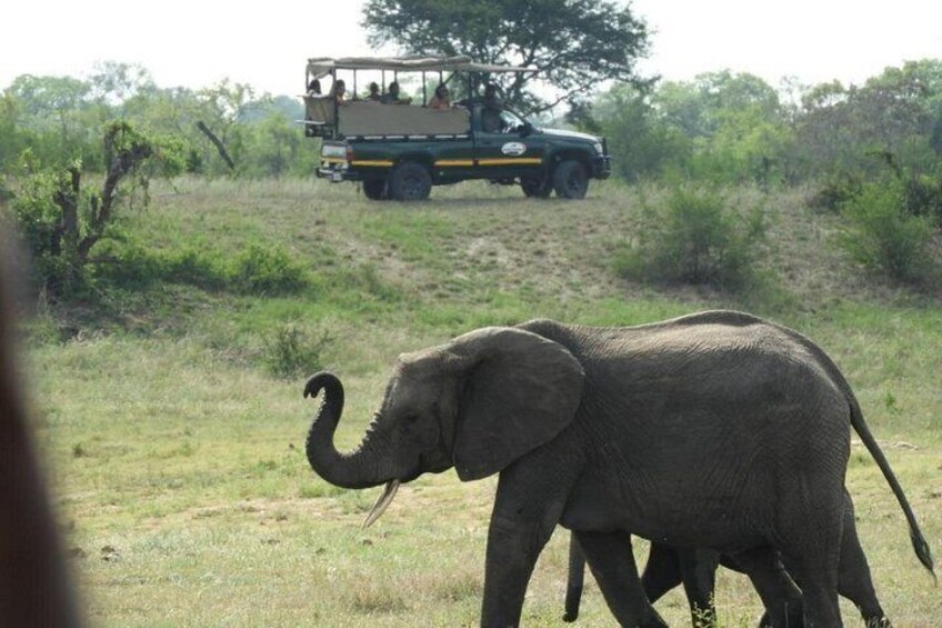 An elephant walking in a grassy area with a vehicle in the background. 1