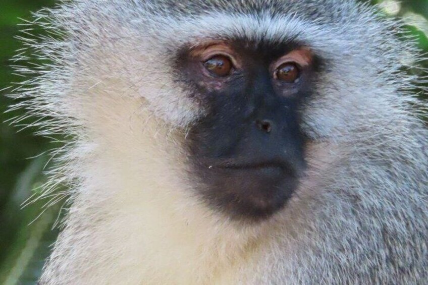 4 Day Kruger National Park Shared Wildlife Adventure 5