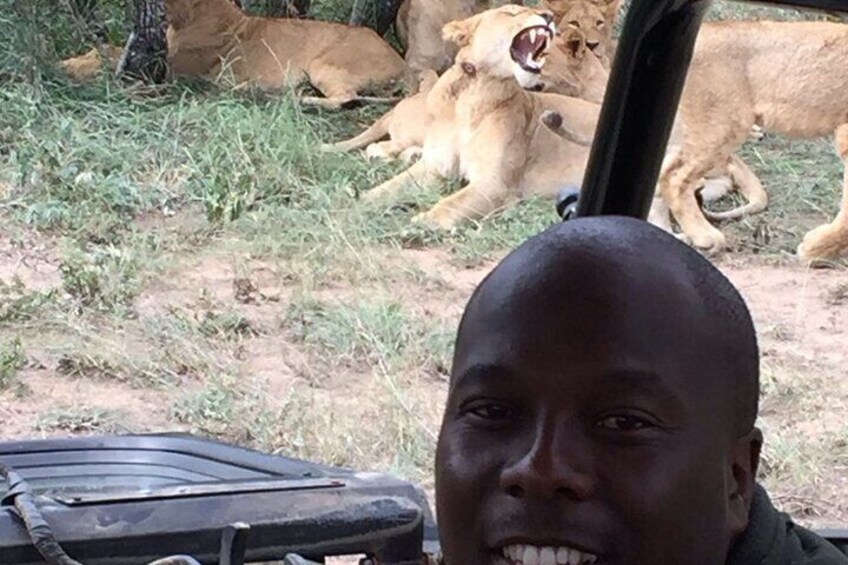 A person in a vehicle with a suitcase, surrounded by lions in a natural setting. 2