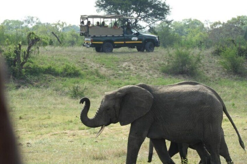 An elephant walking in a grassy area with a vehicle in the background. 1