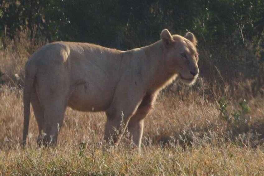 A lion standing in a grassy field with trees in the background. 4