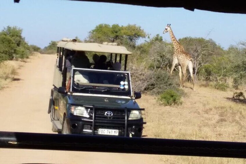 A safari vehicle driving on a dirt road with a giraffe in the background. 5