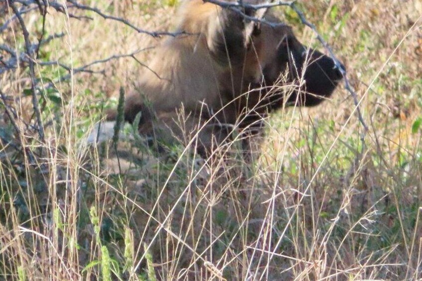 A moose in a natural setting with tall grasses and a tree branch overhead. 5