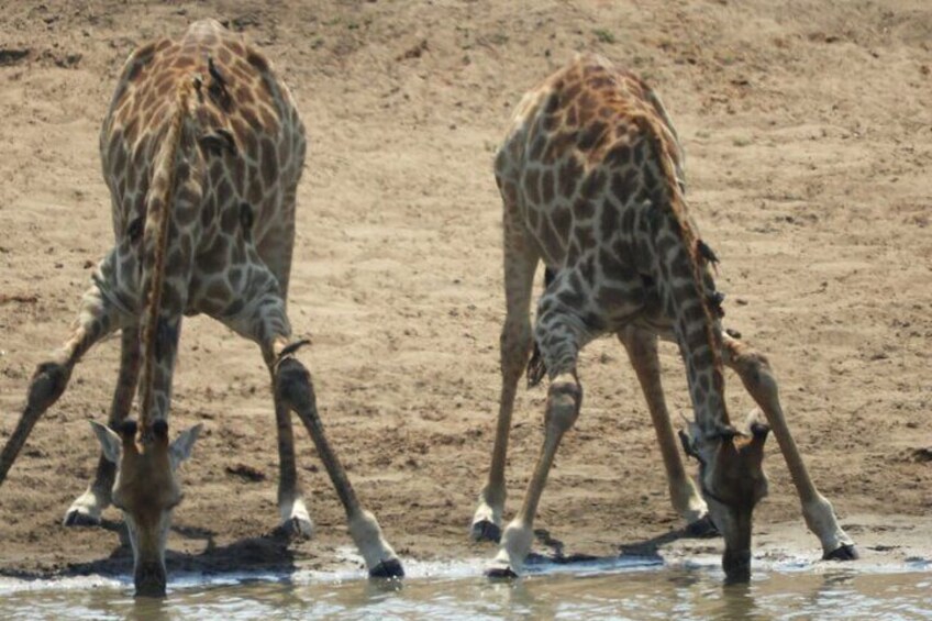 Two giraffes drinking water at a watering hole. 3