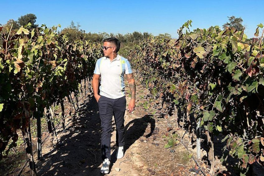 A person walking through a vineyard with rows of grapevines. 2