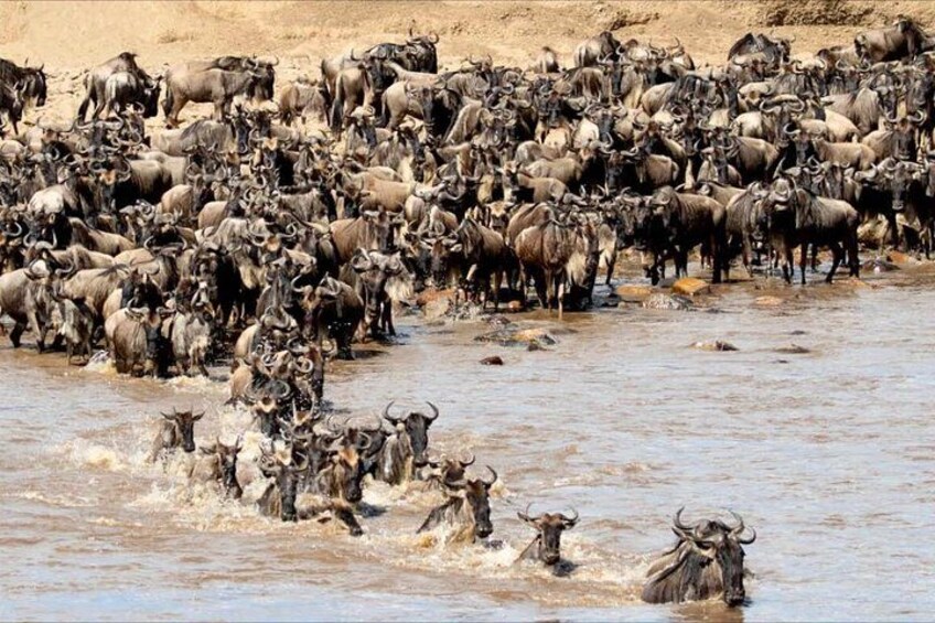 A large herd of wildebeests crossing a river. 1