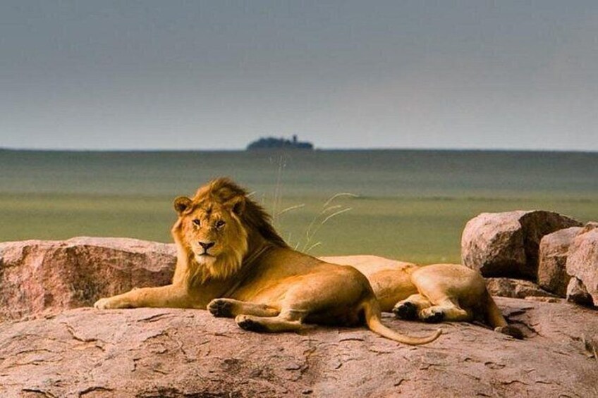 A lion lying on rocks by the water. 4