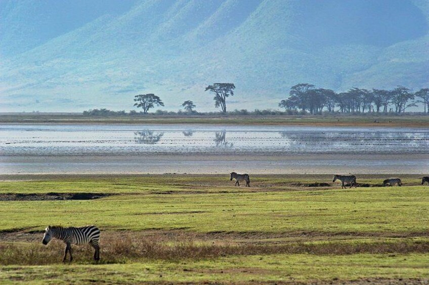 Zebras grazing in a grassy field with a body of water and trees in the background. 3