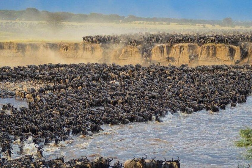 A large herd of wildebeests crossing a river. 2