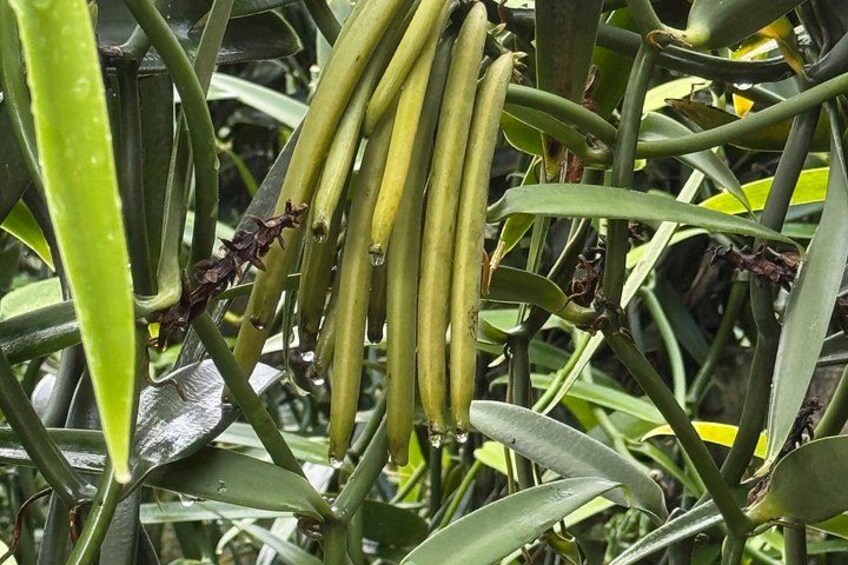 A plant with elongated green leaves and clusters of yellowish-green fruits. 4