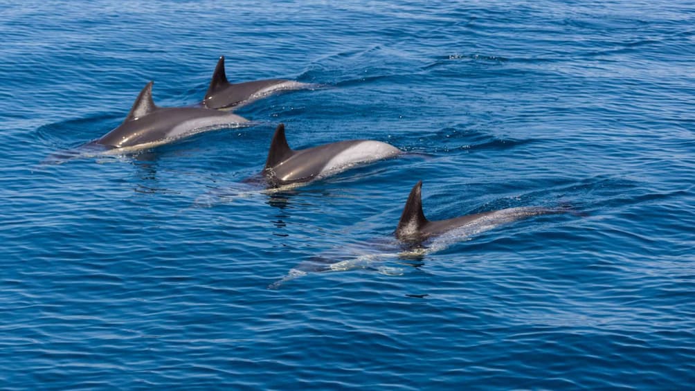 Picture 4 for Activity Portimao: Dolphins and Caves Tour in Catamaran 1